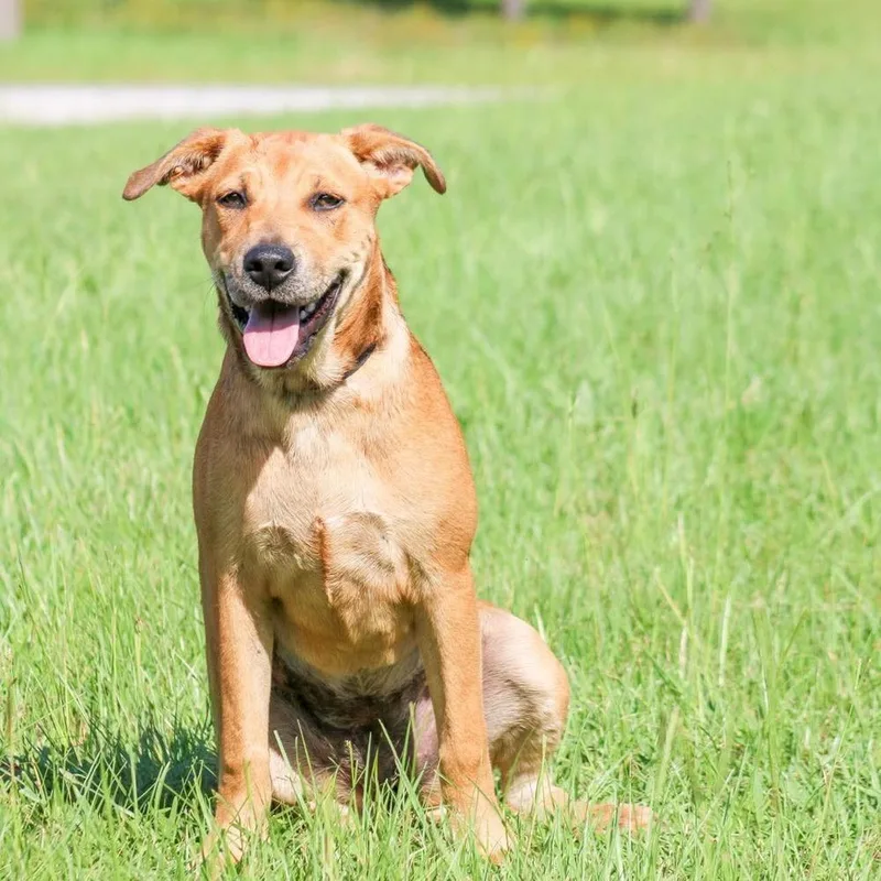 A baby large-sized female Mixed Breed dog named Raven for adoption in Groveland, MA