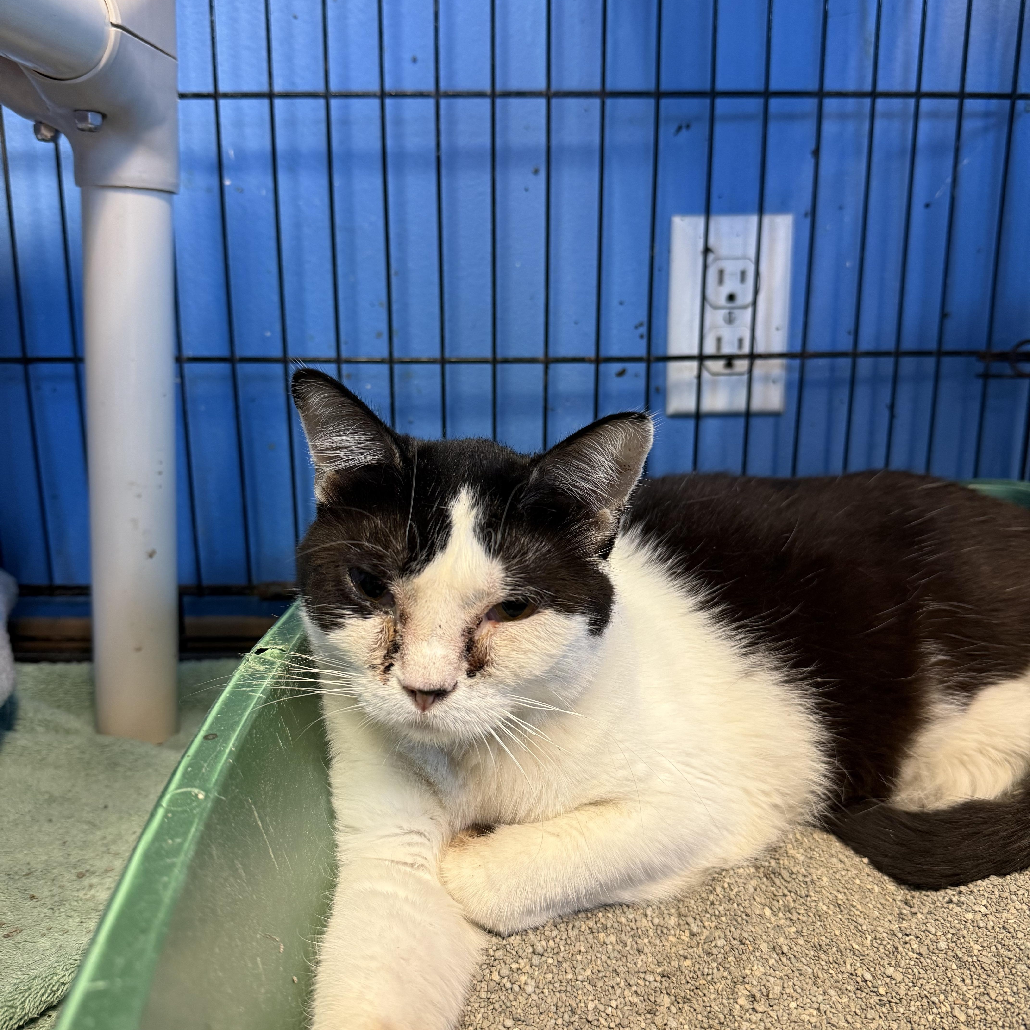 An adult medium-sized female Black & White / Tuxedo Domestic Short Hair cat named Jewels for adoption in Brookings, SD