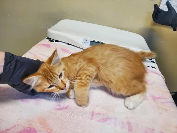A baby medium-sized male Domestic Short Hair cat named Jackjack for adoption in Oceanside, CA