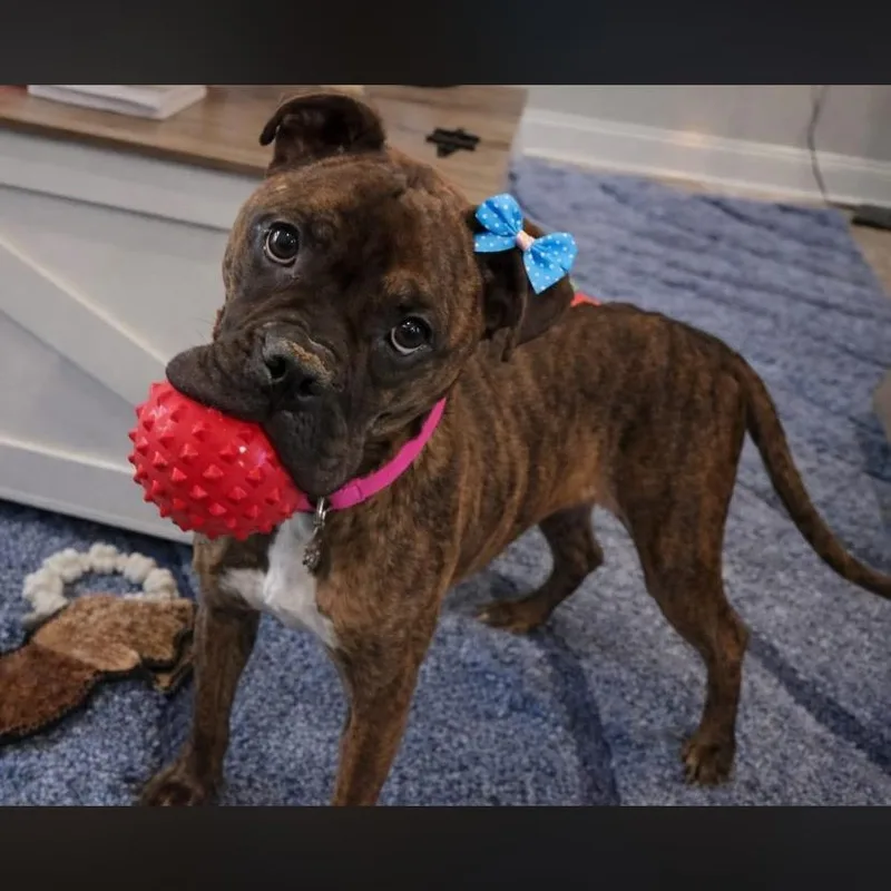 An adult medium-sized female Boxer dog named Parmesan for adoption in Philadelphia, PA