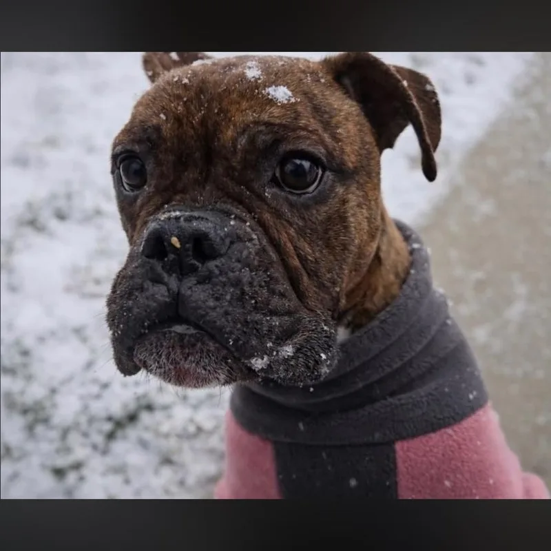 Parmesan thumbnail 3