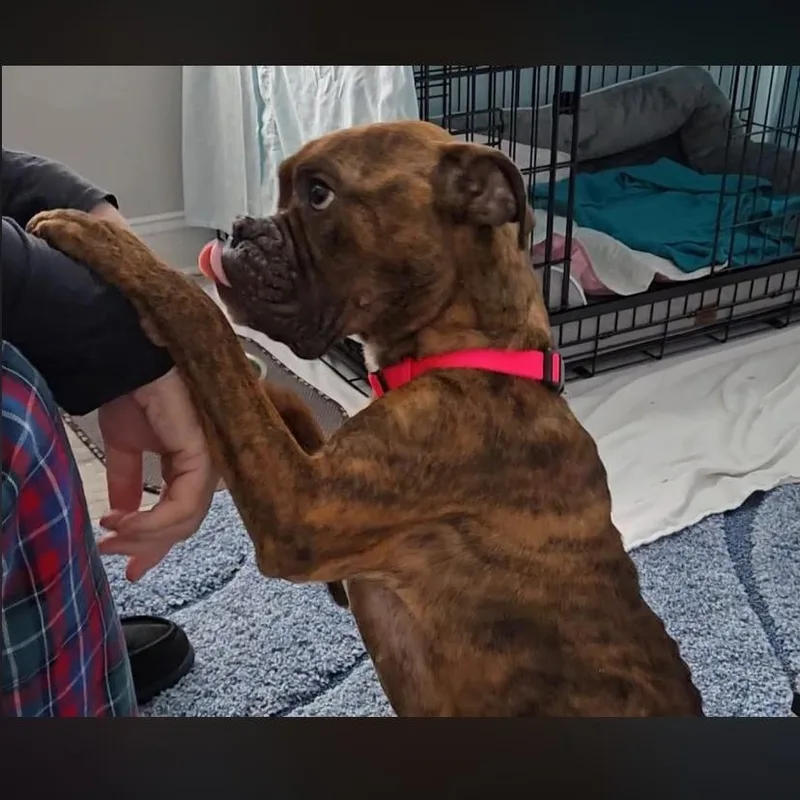 Parmesan thumbnail 5