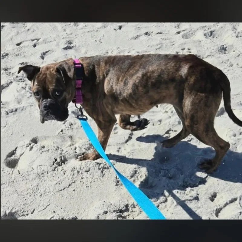 Parmesan thumbnail 6