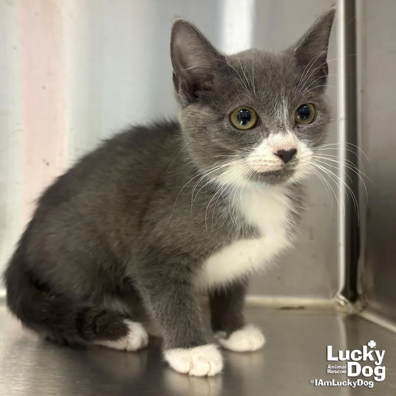 A baby medium-sized female Gray & White Domestic Short Hair cat named Tanjiro for adoption in Washington, DC