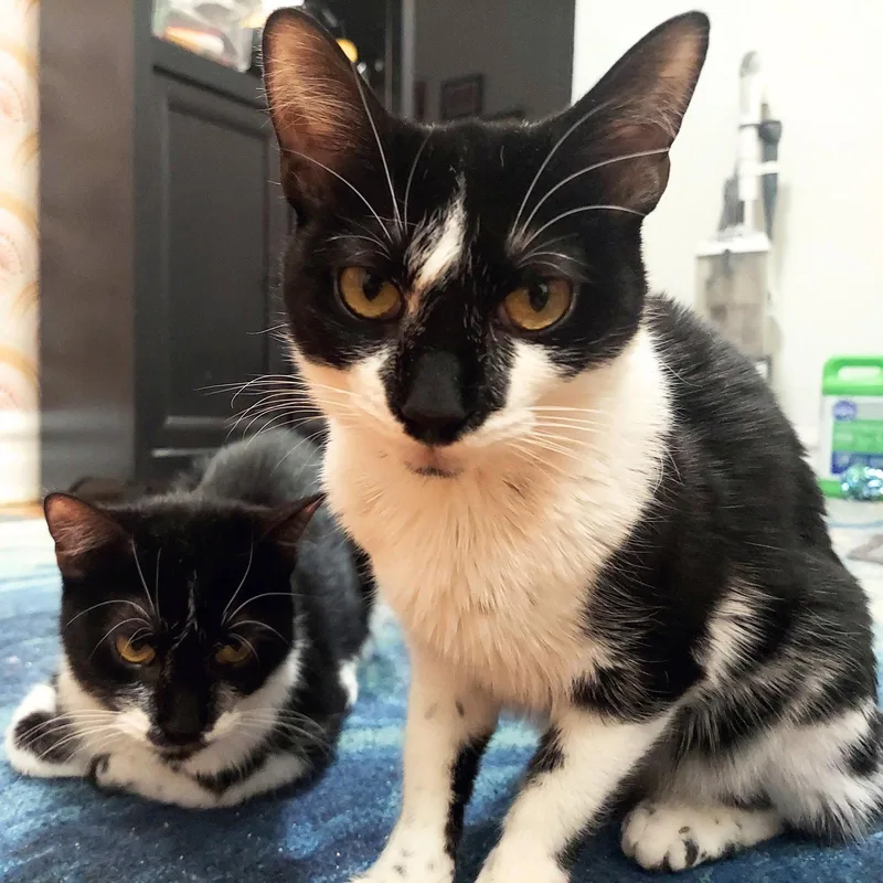 A young medium-sized female Black & White / Tuxedo Domestic Short Hair cat named Elf & Huda for adoption in Brooklyn, NY