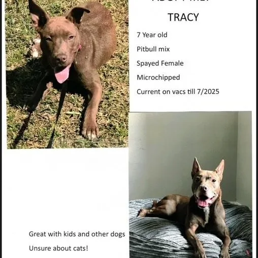 Tracy