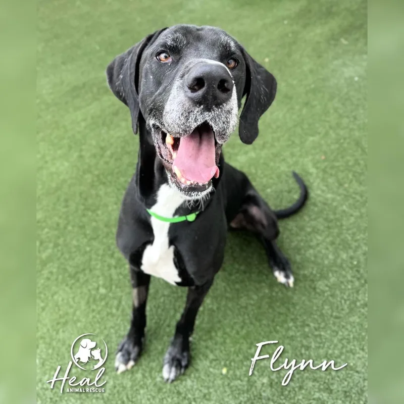 An adult extra large-sized male Black Great Dane dog named Flynn for adoption in Youngwood, PA