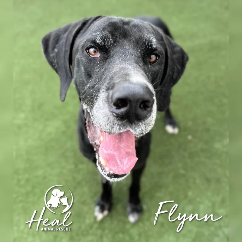 Flynn thumbnail 3
