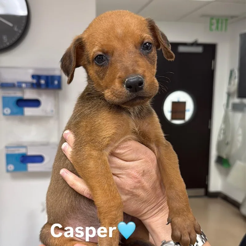 Casper