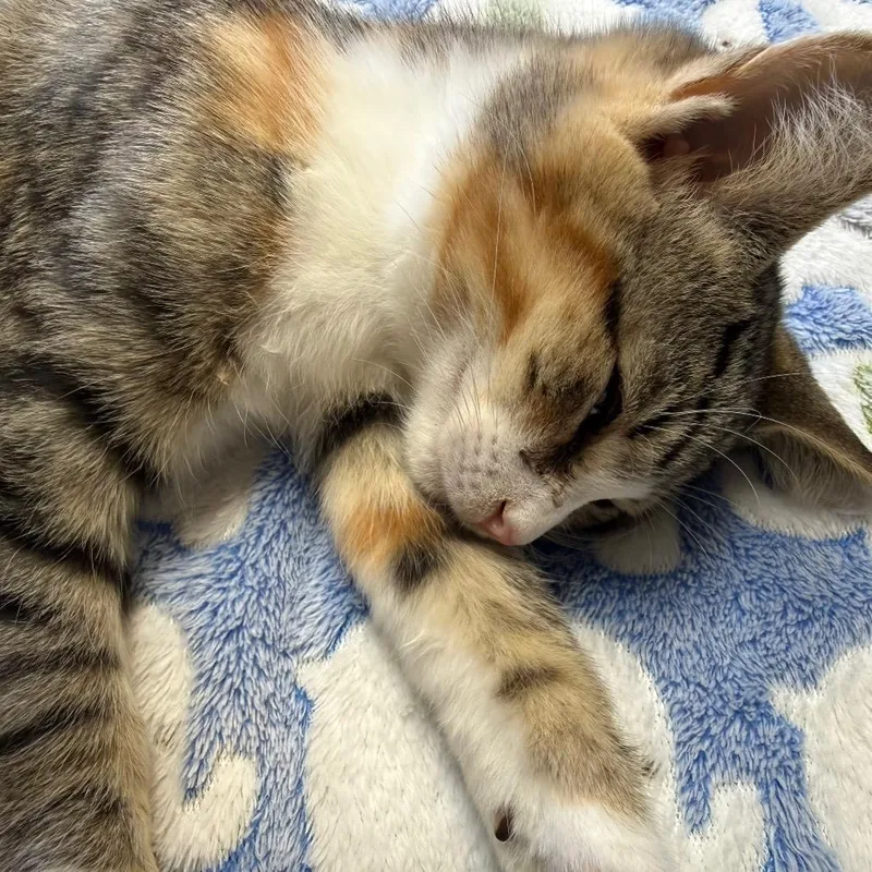 A baby small-sized female Gray / Blue / Silver Domestic Short Hair cat named Genevieve for adoption in Ashtabula, OH
