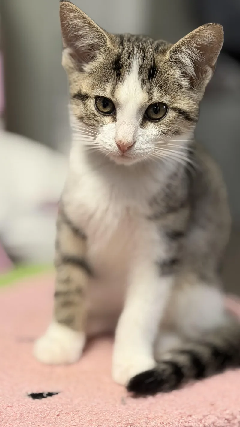 A baby medium-sized female Gray & White American Shorthair cat named Lucy for adoption in Massillon, OH