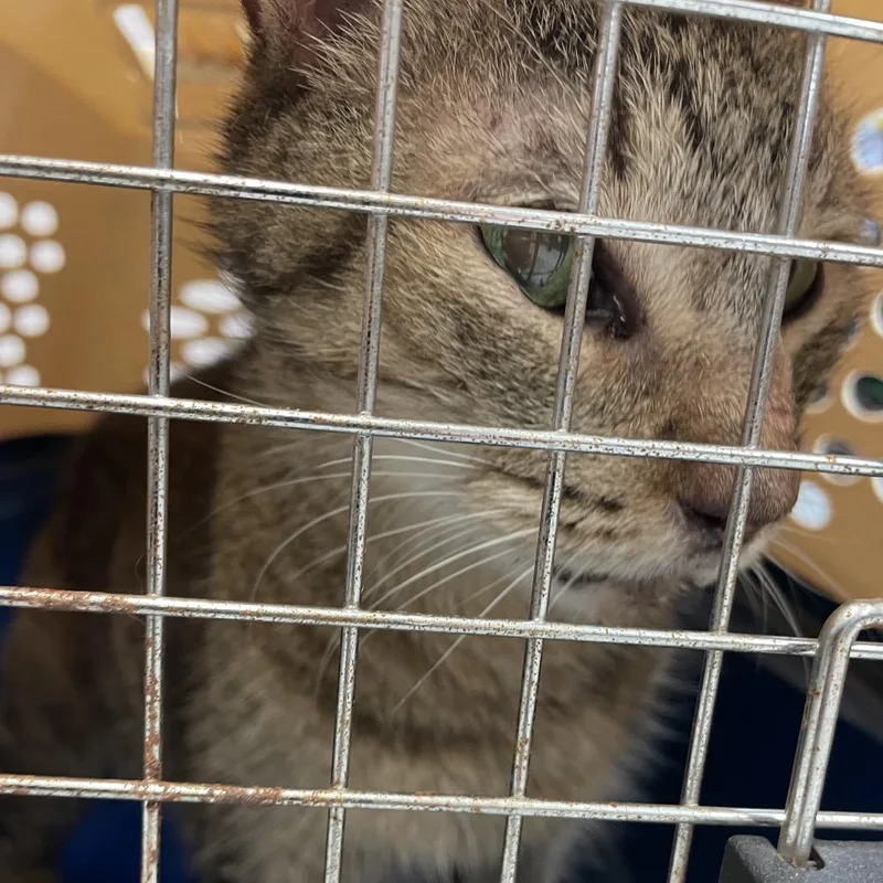 A senior medium-sized male Brown / Chocolate Domestic Short Hair cat named Melvin for adoption in Port Charlotte, FL