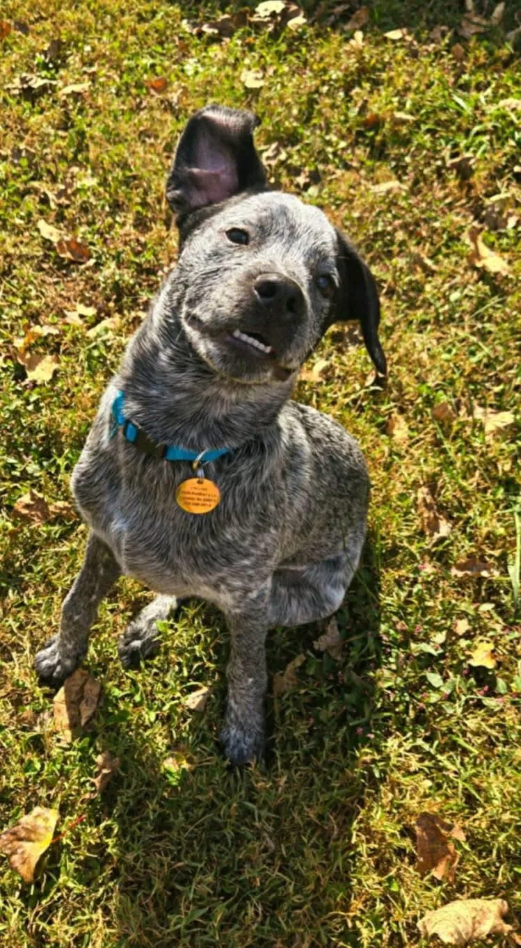 A young medium-sized male Black Australian Cattle Dog / Blue Heeler dog named Auggie for adoption in Morganton, NC