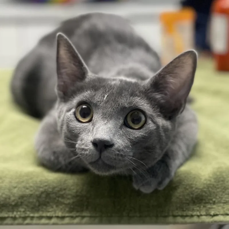 A baby medium-sized male Gray / Blue / Silver Domestic Short Hair cat named Moi for adoption in Riverside, CA