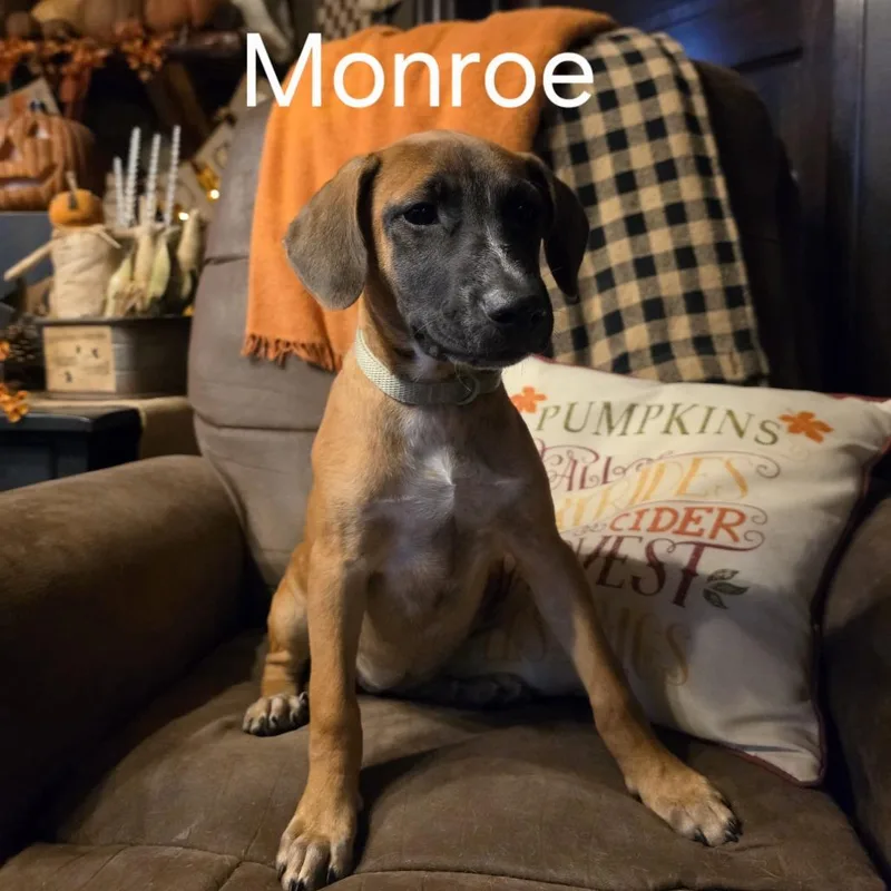 A baby medium-sized female Boxer dog named Monroe for adoption in Bartlett, TN