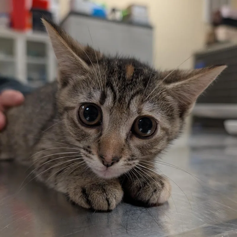A baby small-sized female Brown / Chocolate Domestic Short Hair cat named Paw Out Boy for adoption in Titusville, FL