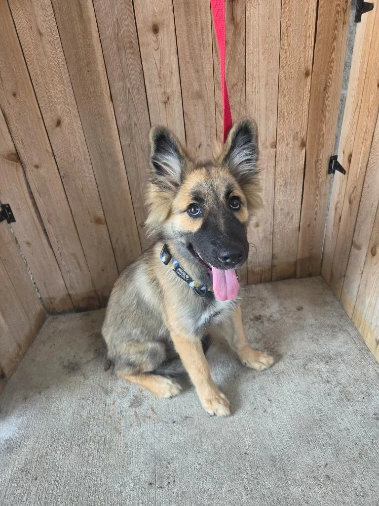 A baby medium-sized female Shepherd dog named Carolina for adoption in Missouri City, TX