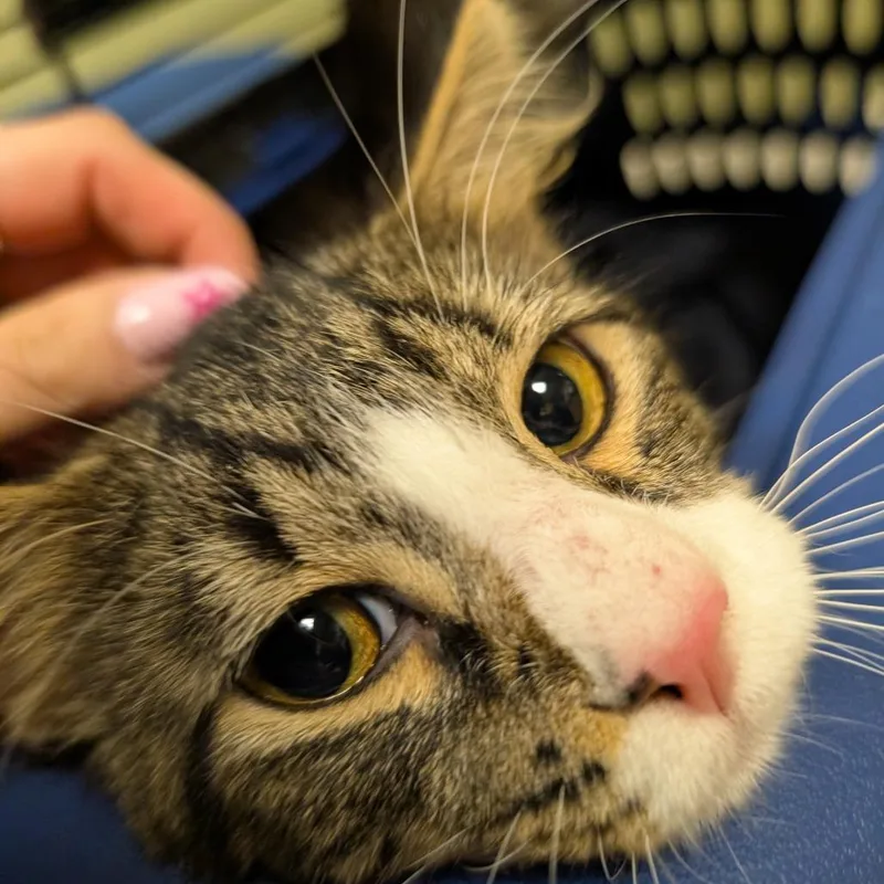 A young medium-sized male Brown / Chocolate Domestic Medium Hair cat named Cinna for adoption in Baltimore, MD