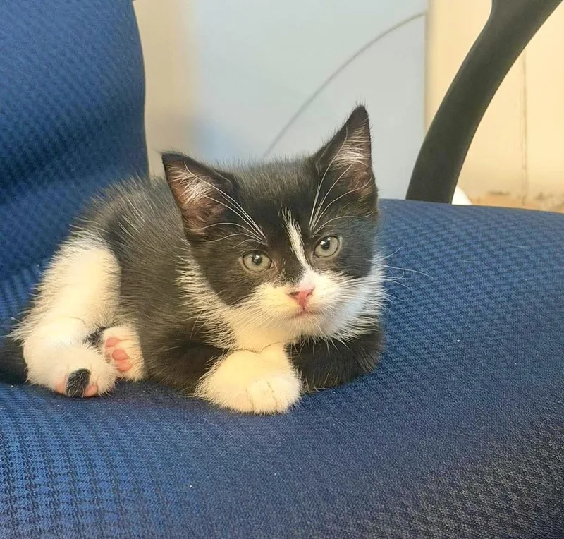 A baby medium-sized male Black & White / Tuxedo Tuxedo cat named Mango & Tango for adoption in Bethel, CT