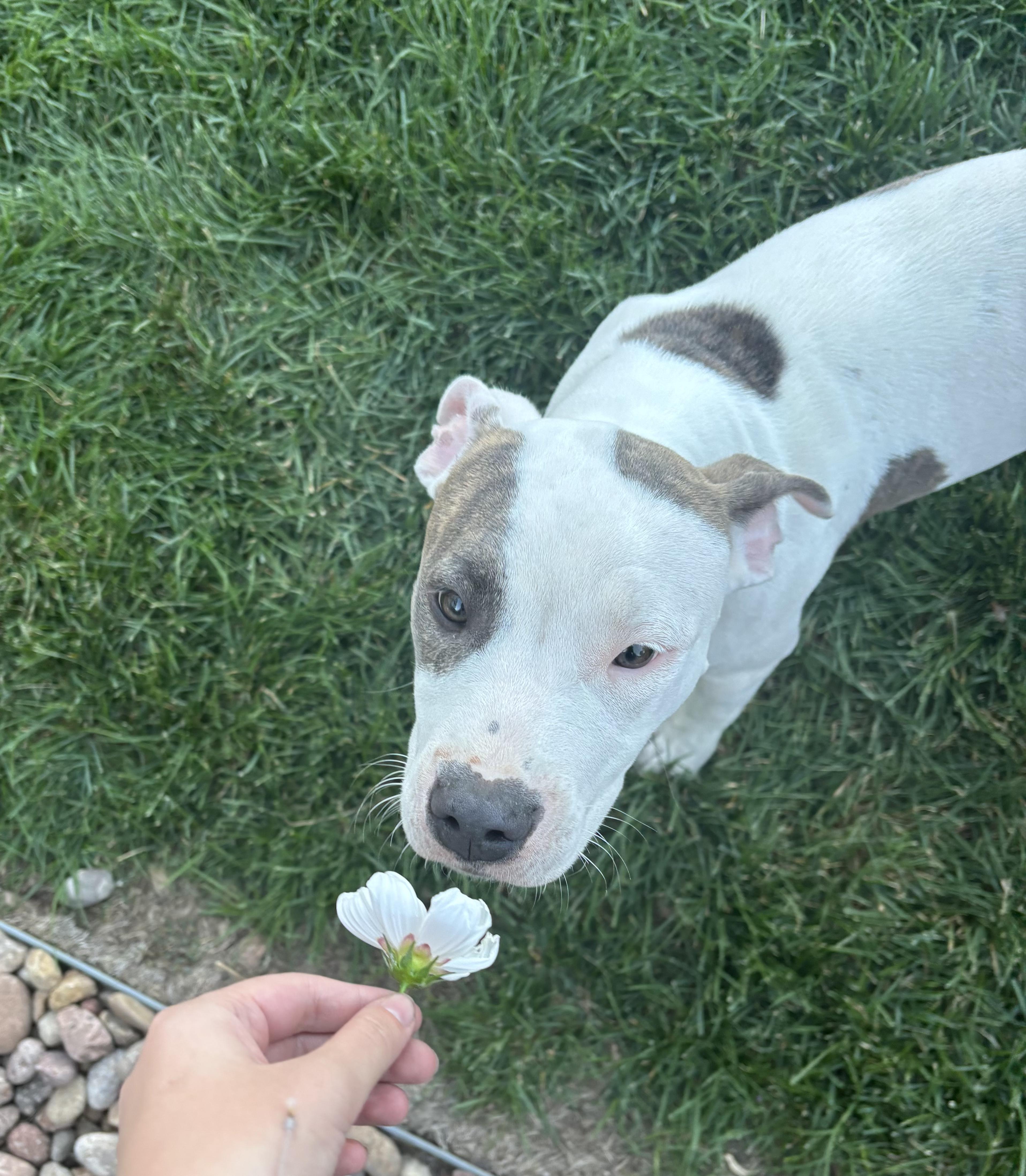 A young medium-sized female Gray / Blue / Silver Pit Bull Terrier dog named Shiloh for adoption in Fort Collins, CO