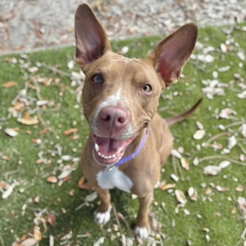 Molly Mae thumbnail 3