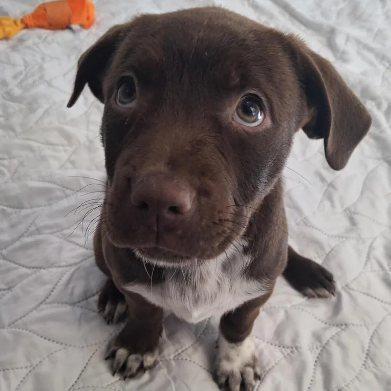Coco