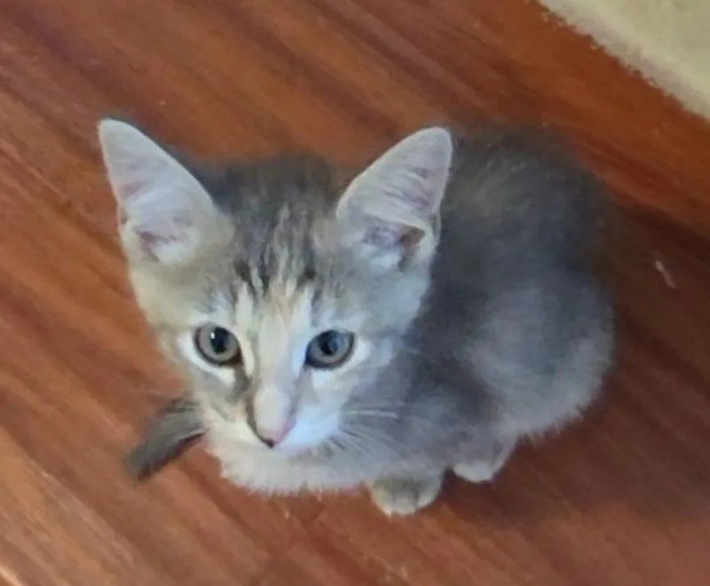 A baby medium-sized female Tortoiseshell cat named Loyola for adoption in Rosenberg, TX