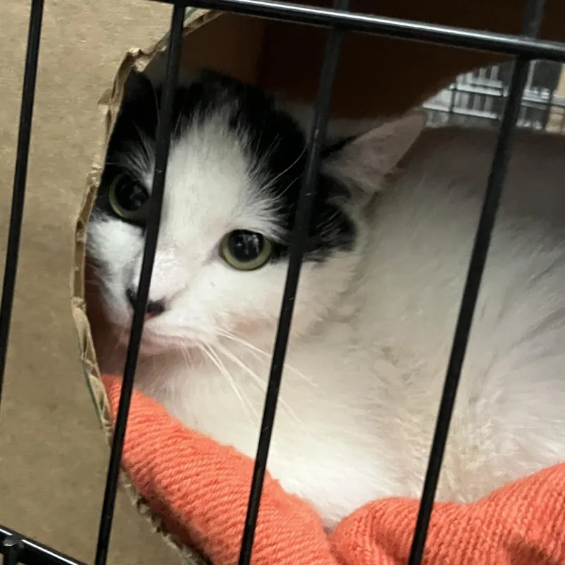 A young medium-sized female White Domestic Short Hair cat named Fedora Working Cat for adoption in Idaho Falls, ID