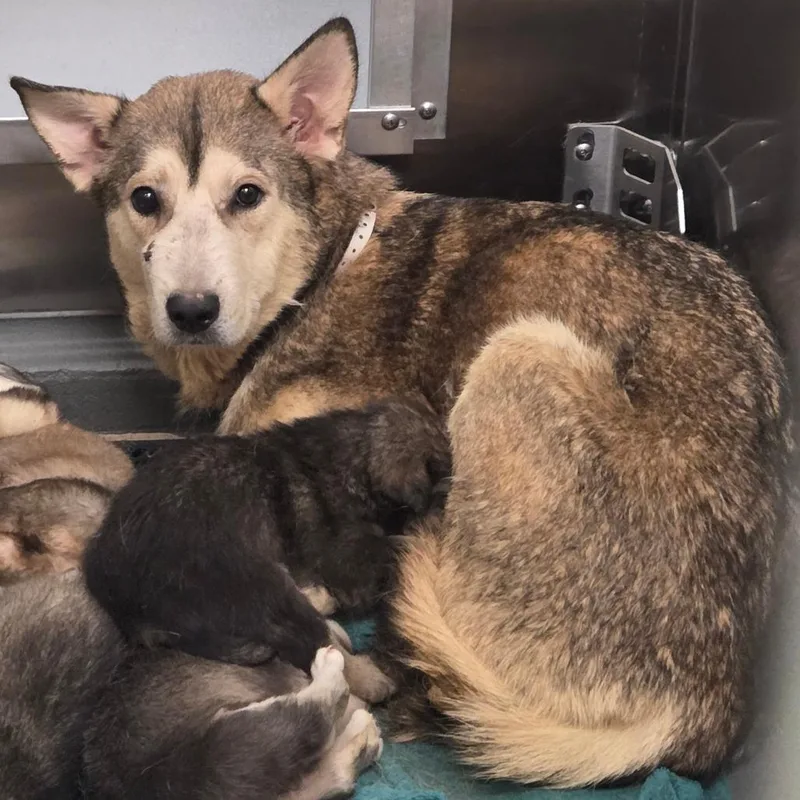 An adult medium-sized female Yellow / Tan / Blond / Fawn Mixed Breed dog named Nova for adoption in Memphis, TN