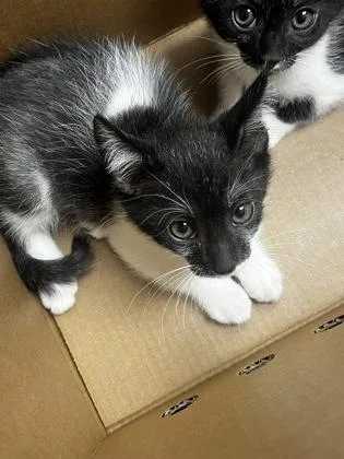 A baby medium-sized female Black & White / Tuxedo Domestic Short Hair cat named River Tam for adoption in Sacramento, CA