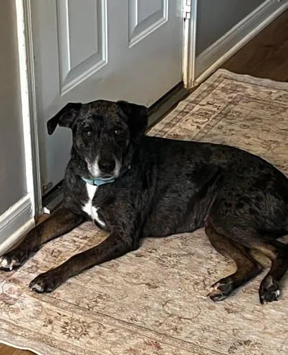 An adult medium-sized female Catahoula Leopard Dog dog named Joy for adoption in Kingwood, TX