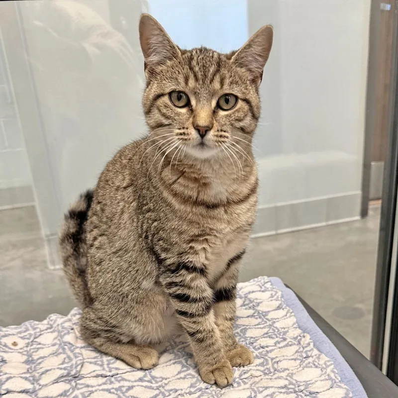 A young medium-sized female Domestic Short Hair cat named Mera for adoption in Hailey, ID