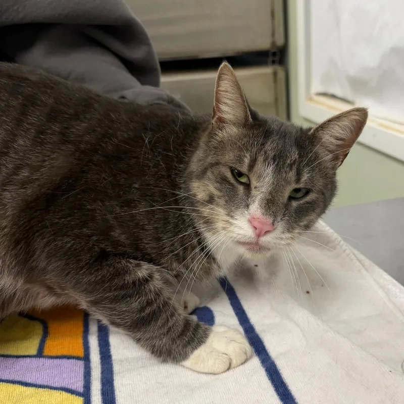 An adult large-sized male Domestic Short Hair cat named Scrabble for adoption in East Smithfield , PA
