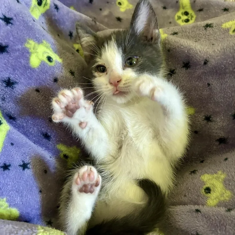 A baby small-sized male White Domestic Medium Hair cat named Giant for adoption in Normal, IL