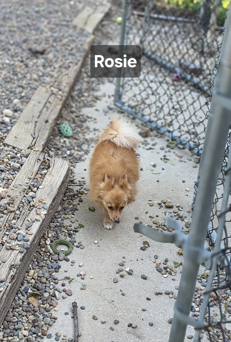 Rosie