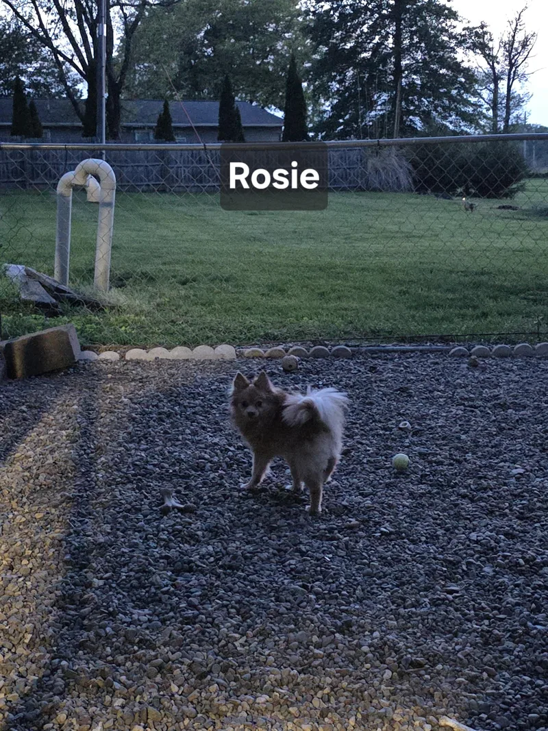 Rosie thumbnail 3