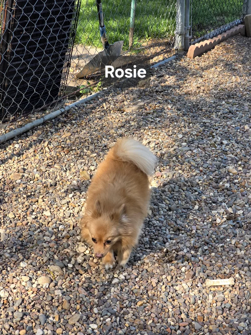 Rosie thumbnail 4