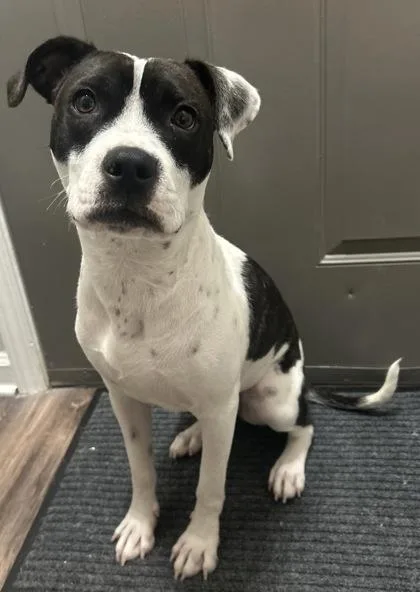 An adult medium-sized female Mixed Breed dog named Bethany for adoption in Atlanta, GA