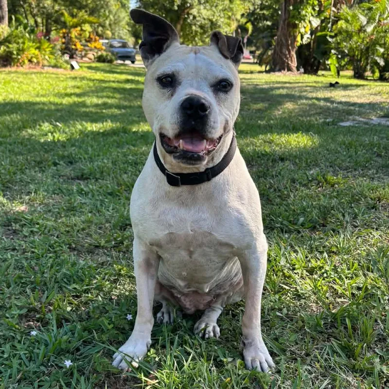 A senior medium-sized female White / Cream Pit Bull Terrier dog named ChaCha Coconut for adoption in Sarasota, FL
