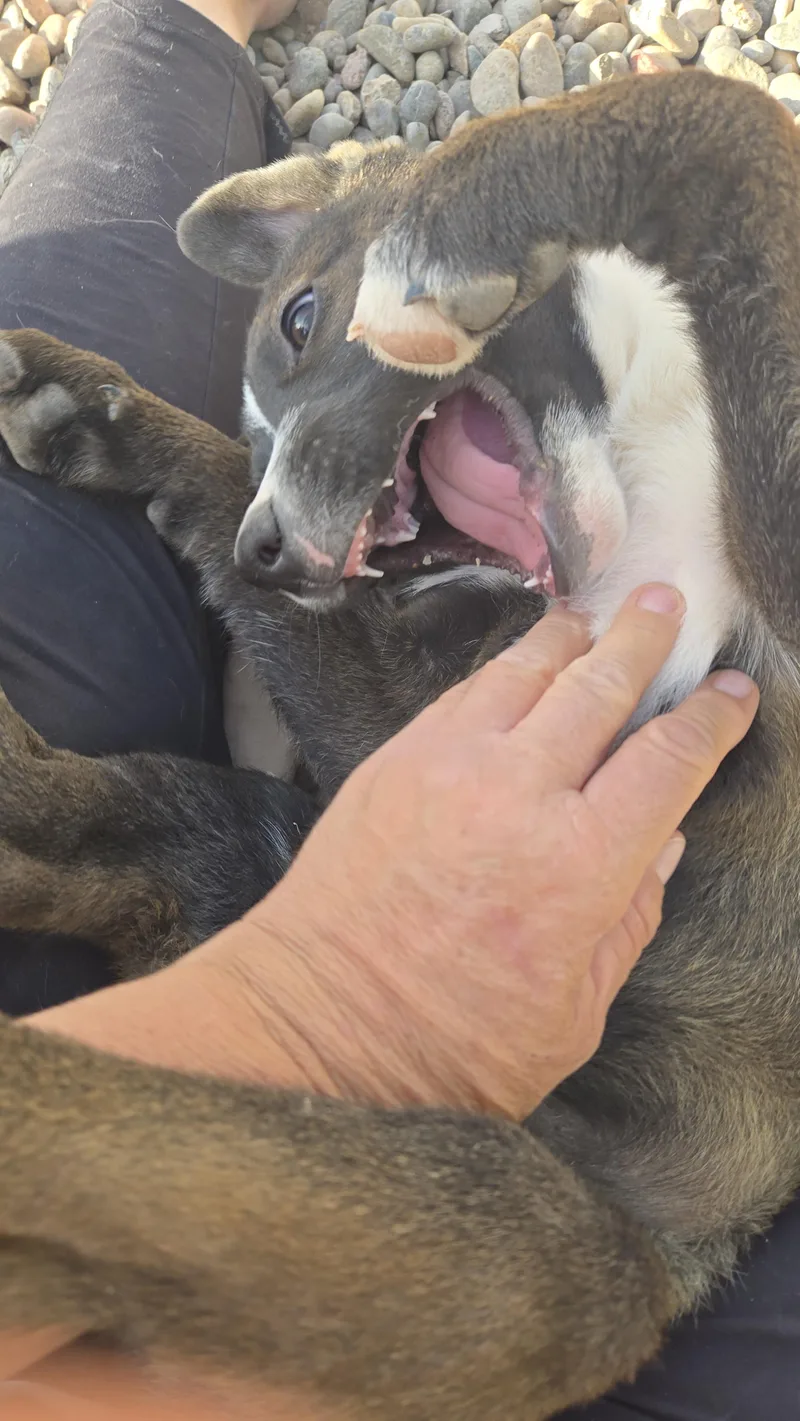 A baby medium-sized male Sable Belgian Shepherd / Malinois dog named Max  Bio Below for adoption in Peralta, NM