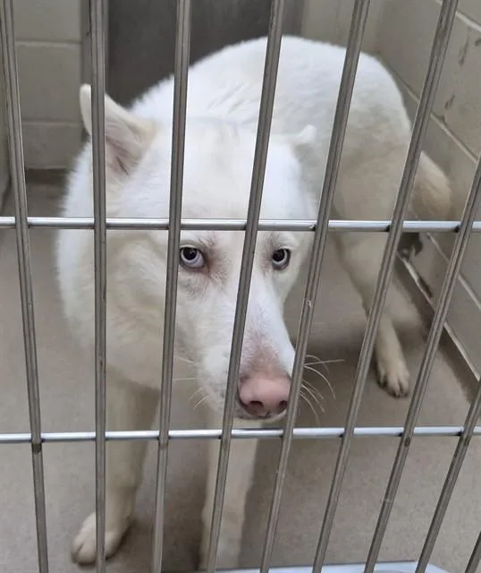 A young large-sized male Siberian Husky dog named Chalk for adoption in Decatur, IL