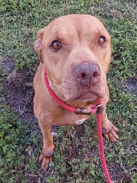 An adult medium-sized female American Staffordshire Terrier dog named Sage for adoption in Fort Lauderdale, FL