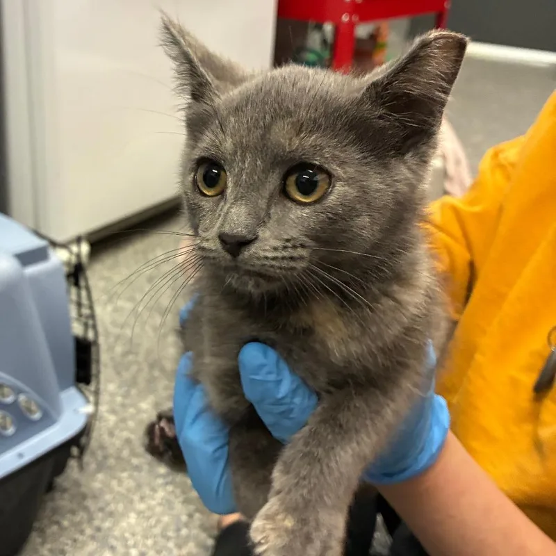 A baby small-sized female Tortoiseshell Domestic Short Hair cat named Janet for adoption in Dearborn, MI