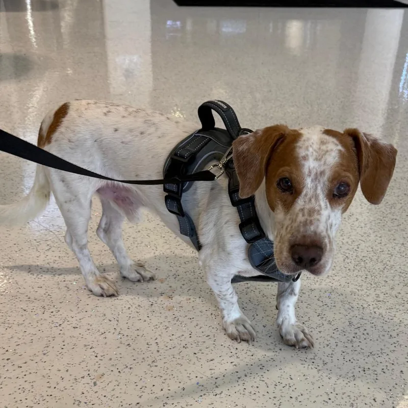 A senior medium-sized male Basset Hound dog named Charlie A for adoption in Mission Hills, CA