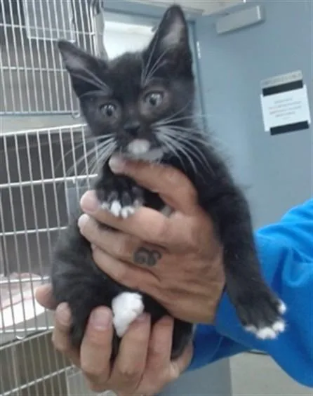 A baby small-sized male Domestic Short Hair cat named Whiskerz for adoption in Salinas, CA