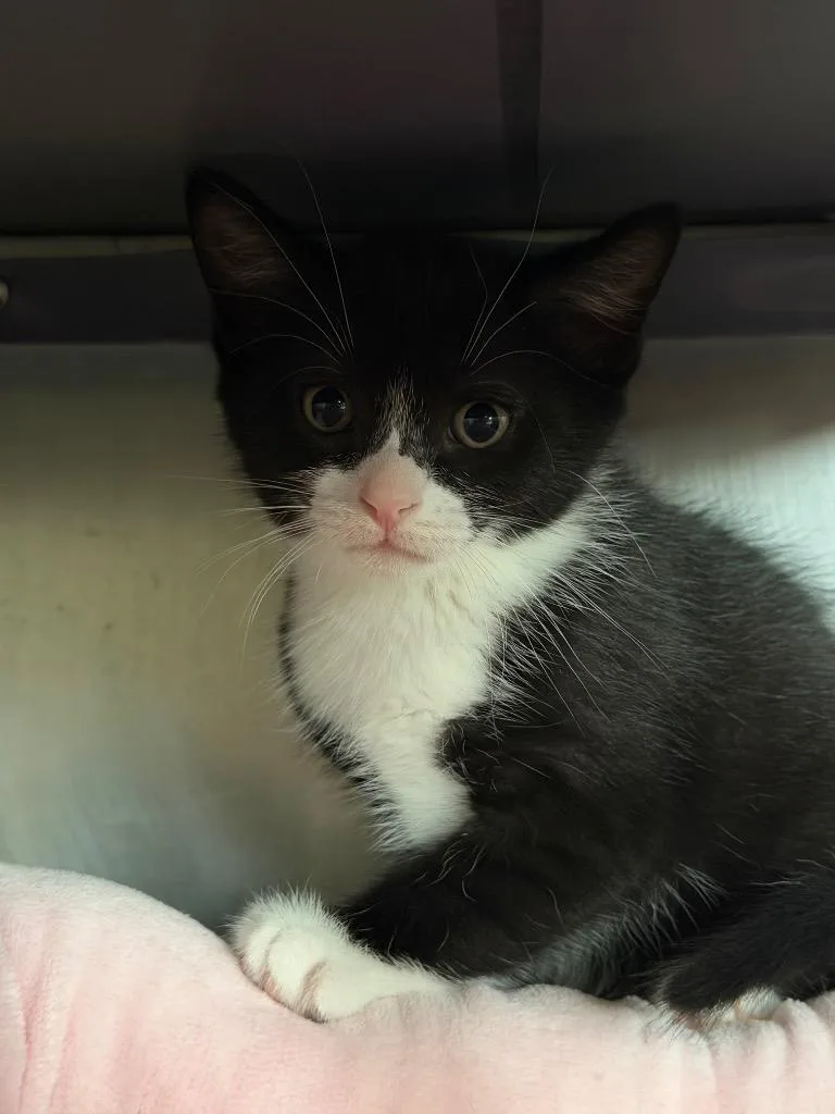 A baby small-sized female Domestic Short Hair cat named Jade for adoption in Port Jervis, NY
