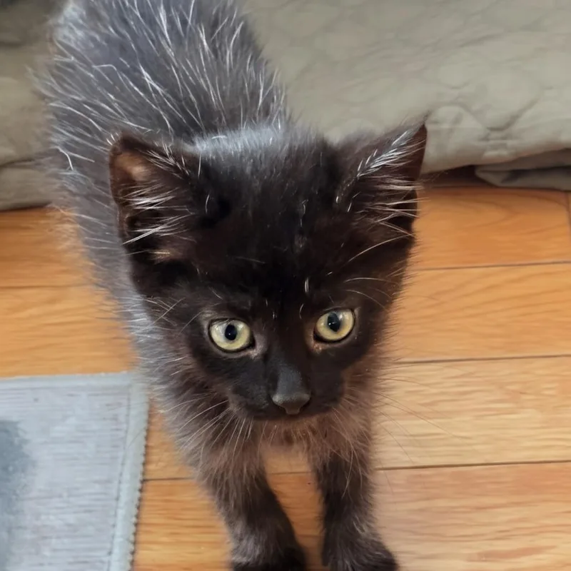 A baby small-sized male Black Domestic Short Hair cat named Leo for adoption in Harrisonburg, VA