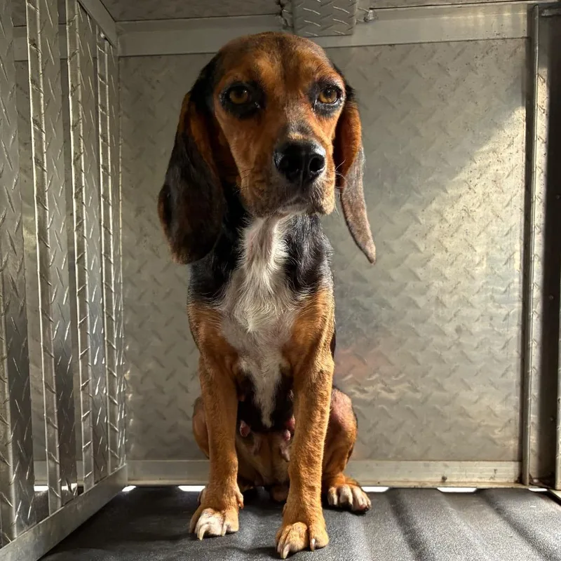 An adult medium-sized female Black Beagle dog named Pepper for adoption in Danville, KY