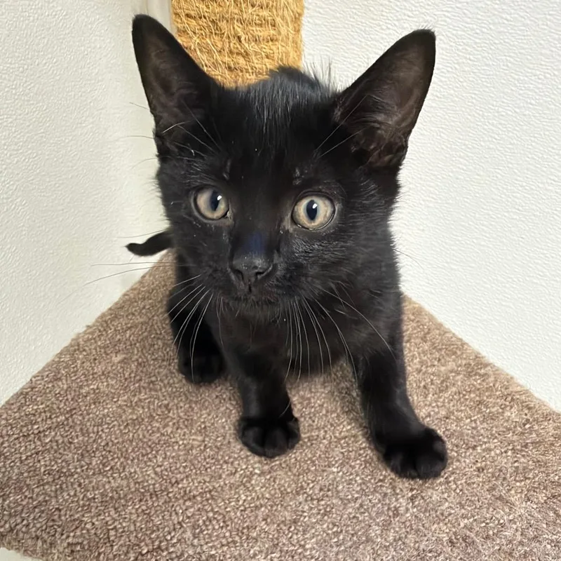 A baby small-sized male Black Domestic Short Hair cat named Legend for adoption in Milford, IA