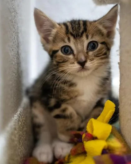 A baby small-sized female Domestic Short Hair cat named Brynnlee for adoption in Pequot Lakes, MN